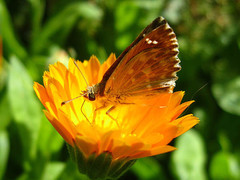 Бабочка на календуле