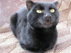 Жёлтые глаза у чёрного кота