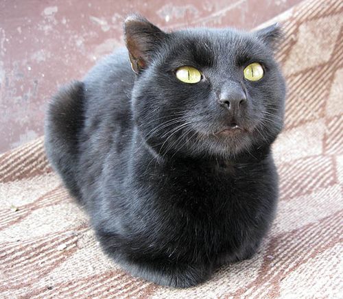 Жёлтые глаза у чёрного кота